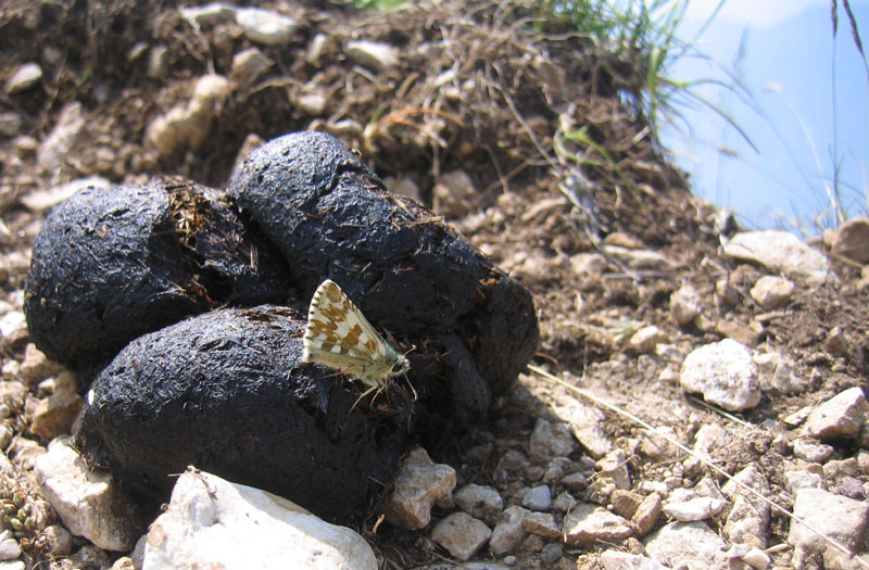 Pyrgus alveus - Hesperiidae.........dal Trentino